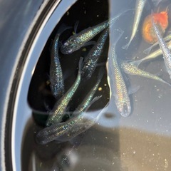 クロノス雌のみ　メダカ　めだかの画像