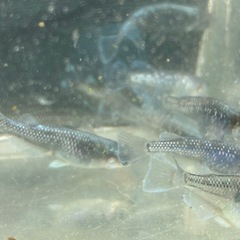 ブラックマリアージュ　メダカ　めだかの画像