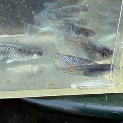 ブラックマリアージュ　メダカ　めだかの画像