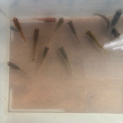 ミックスメダカ14匹
まとめて300円・睡蓮、餌付き‼️の画像