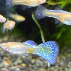 RREAブルーグラスグッピーの画像