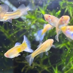 RREAブルーグラスグッピーの画像