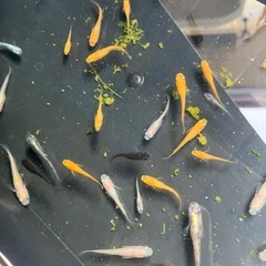 メダカ約40匹の画像