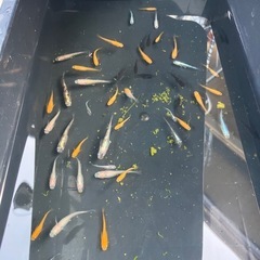 メダカ約40匹の画像