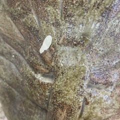 【中古】たぬき置物　信楽焼き　店舗前に【G0316IC】の画像