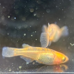 メダカ　夕日　2ペアの画像