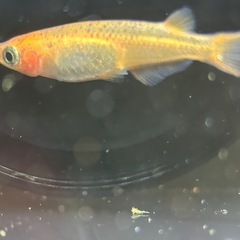 メダカ　夕日　2ペアの画像