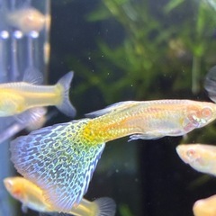 RREAブルーグラスグッピー1ペア(1名)の画像