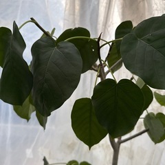 ウンベラータ　尺鉢の画像