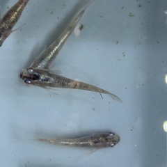 メダカ　白虎　の画像