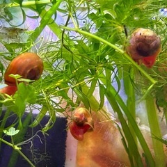 レッドラムズホーン〜貝の画像