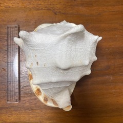 大型巻き貝 –の画像