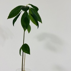 アボカドの画像
