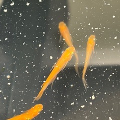 メダカ　紅帝スワローの画像