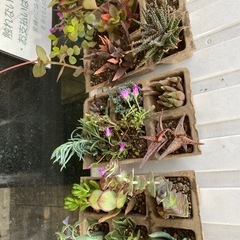 植物販売開始しました！の画像