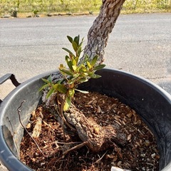 盆栽　ウバメガシの画像