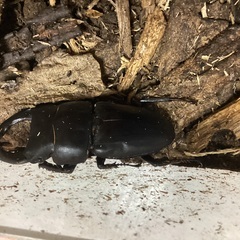 オオクワガタのオスとメスの画像