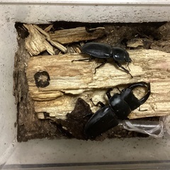 オオクワガタのオスとメスの画像