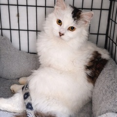 【ふわふわ長毛の男の子🐱とても穏やかな甘えん坊】