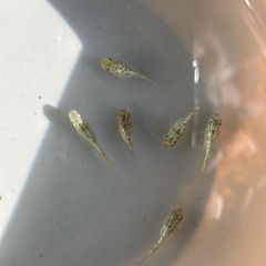 メダカ　めだか　ミジンコ　ゾウリム
の画像