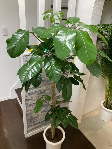 観葉植物?ブラッサイア✨