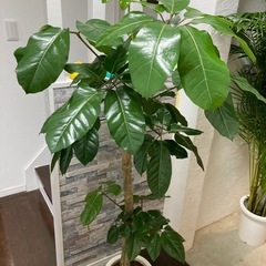 観葉植物🪴ブラッサイア✨の画像