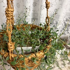 [交渉中]多肉植物🪴ドルフィンネックレスの画像