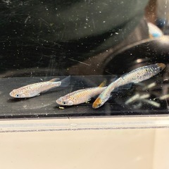 サファイア系メダカ2PAの画像