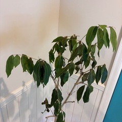 【フィカス・アムステルダムキング 約170cm】大型ゴムの木｜西海岸インテリア｜特価｜BLUE DOOR PLANTSの画像