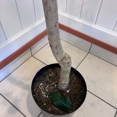 【フィカス・アムステルダムキング 約170cm】大型ゴムの木｜西海岸インテリア｜特価｜BLUE DOOR PLANTSの画像