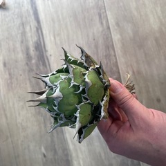 アガベチタノタFO-76  オテロイ　サボテン 塊根植物
の画像