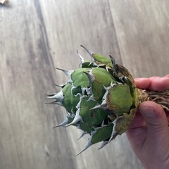 アガベチタノタFO-76  オテロイ　サボテン 塊根植物
の画像