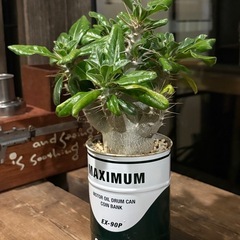 パキポディウム・サンデルシー （ Pachypodium saundersii ）の画像