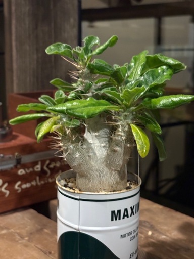 パキポディウム・サンデルシー （ Pachypodium saundersii ）
