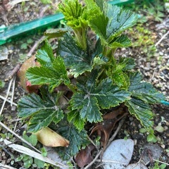 カジイチゴ苗　　木苺の画像