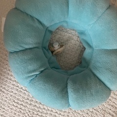 エリザベスカラー　猫　小型犬の画像