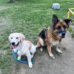 【犬のしつけで困っていませんか？】夜間土日専門出張ドッグトレーニング｜大田区の画像