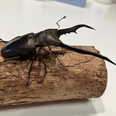 メタリフェルホソアカクワガタ【ペア】①の画像