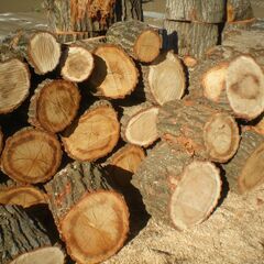 【丸太☆大変お得☆広葉樹☆】 ★0317の画像