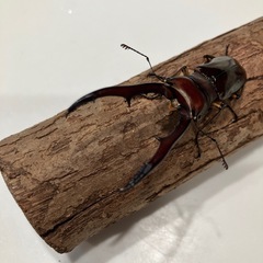 メタリフェルホソアカクワガタ【ペア】②の画像