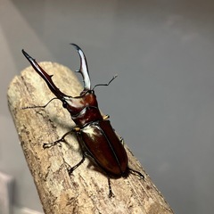 メタリフェルホソアカクワガタ【ペア】②の画像