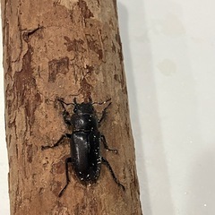 メタリフェルホソアカクワガタ【ペア】③の画像