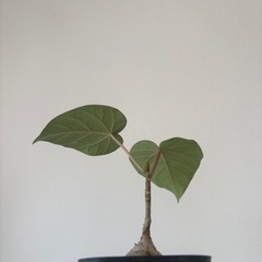 フィカス　ペティオラリス　観葉植物の画像