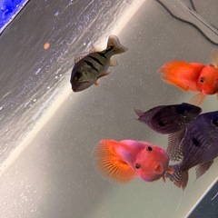 キクラ モノクルスの画像