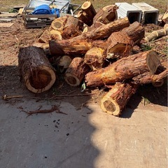  薪 焚付材 杉の木の画像