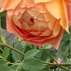 オレンジ　バラ薔薇　木立性　高さ約140㎝の画像