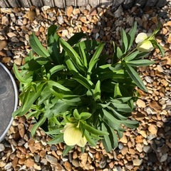 クリスマスローズ(白色、一重)の画像