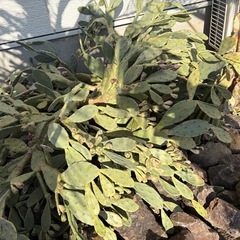 サボテン　2種類差し上げます。の画像