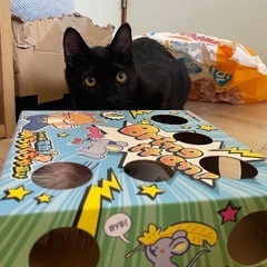 黒猫ちゃん♀9ヶ月半