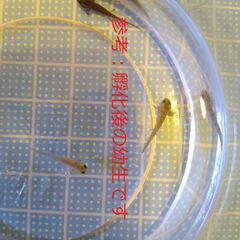 オキナワシリケンイモリ 「卵」送料込み #2026-2の画像